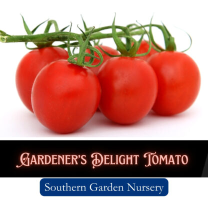 Gardener's Delight Heirloom Tomato seeds