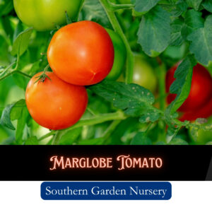 Marglobe Heirloom Tomato, Bush Tomato seeds