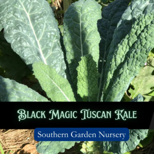 Black Magic Heat Resistant Kale seeds