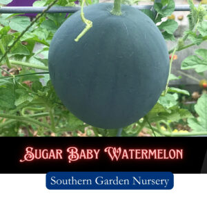 Sugar Baby Watermelon Seeds