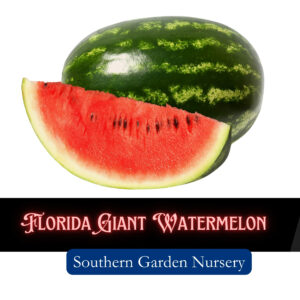 Florida Giant Watermelon, Heirloom vegetable garden seeds