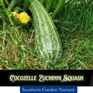 Cocozelle Zuchinni squash seeds, heat-tolerant heirloom summer squash