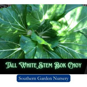 Bok Choy, Pak Choy, Asian Vegetable seeds