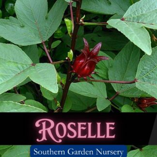 Roselle Seeds / Hibiscus sabdariffa