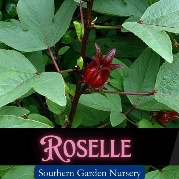 Roselle Seeds, Hibiscus sabdariffa, Jamaican Sorrel, Florida Cranberry, Asian Sour Leaf, Edible Hibiscus