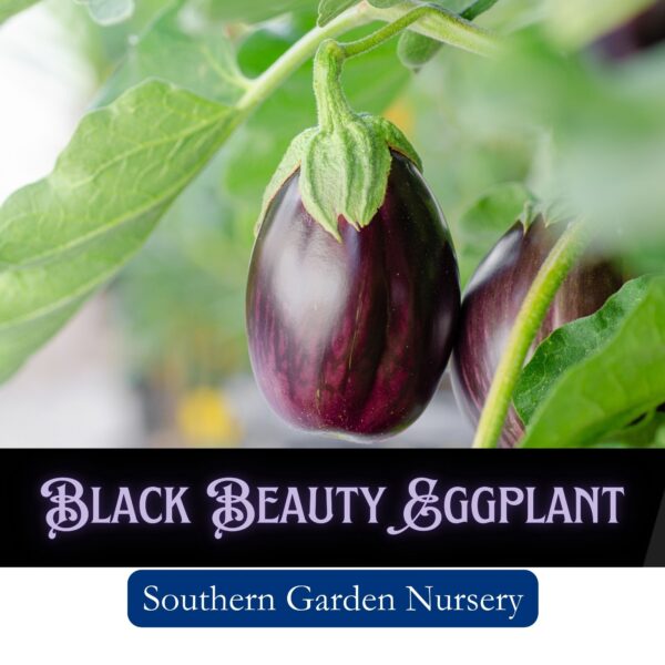 Black Beauty eggplant, purple eggplant