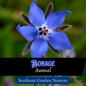 Borage seeds for edible flowers