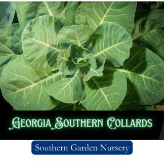 Collard Greens Seeds
