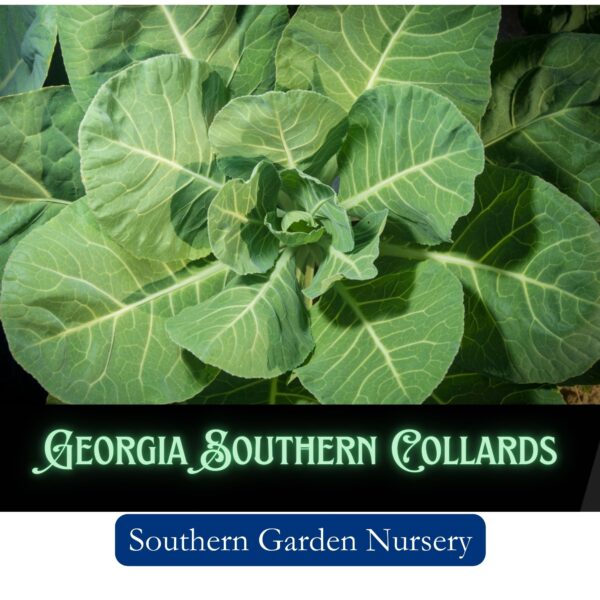 Collard Greens Seeds