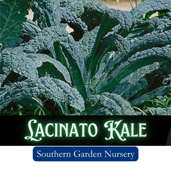 Lacinato Kale, Dinosaur Kale, Tuscan Kale