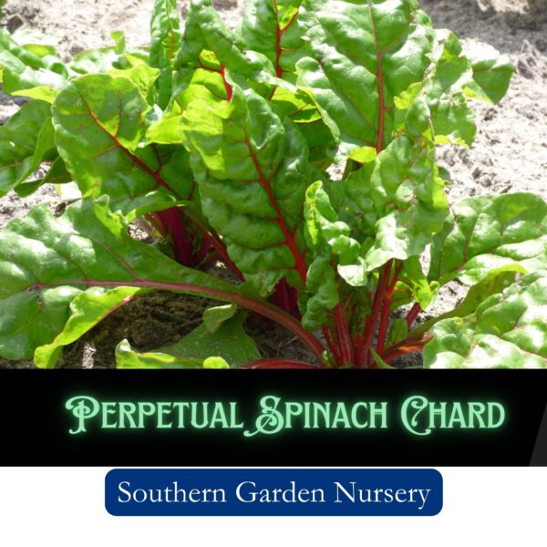 Perpetual Spinach Chard