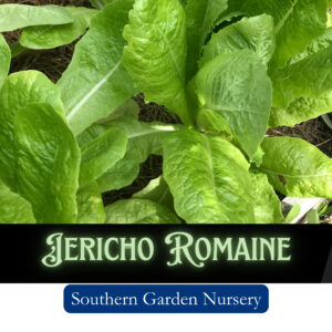 Jericho Romaine lettuce seeds, heat-tolerant lettuce seeds