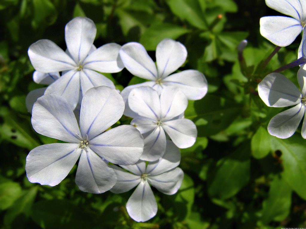 Cape Plumbago with white flowers