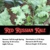 Red Russian Kale Seeds - Image 2