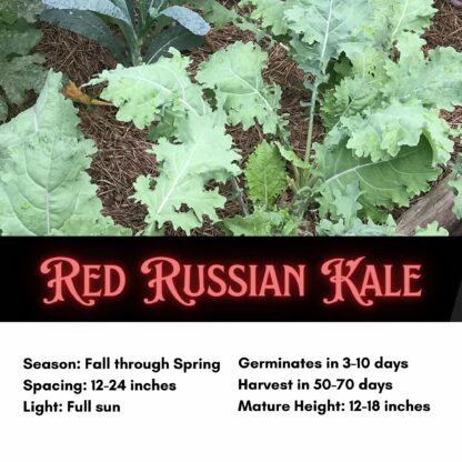 Red Russian Kale Seeds / Brassica napus var. pabularia - Image 2