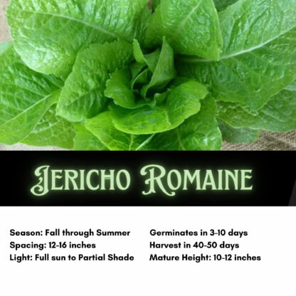 Jericho Romaine Cos Lettuce Seeds / Lactuca sativa 'Jericho' - Image 2