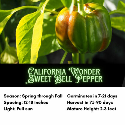 California Wonder Sweet Bell Pepper Seeds / Capsicum annuum 'California Wonder' - Image 2