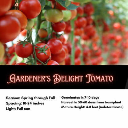 Gardener's Delight Tomato Seeds, Solanum lycopersicum 'Gardener's Delight' - Image 2