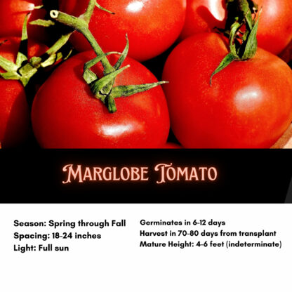 Marglobe Heirloom Tomato Seeds / Solanum lycopersicum 'Marglobe' - Image 2