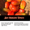 San Marzano Heirloom Tomatoes, Determinate Bush Tomato Seeds - Image 2