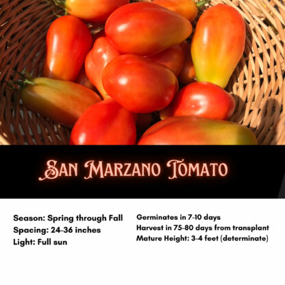 San Marzano Heirloom Tomatoes / Solanum lycopersicum 'San Marzano' - Image 2