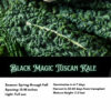 Black Magic Tuscano Kale, Heirloom Garden Vegetable Seeds - Image 2