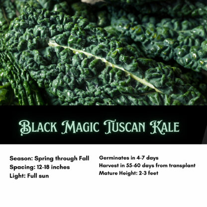 Black Magic Tuscano Kale / Brassica oleracea 'Black Magic' - Image 2