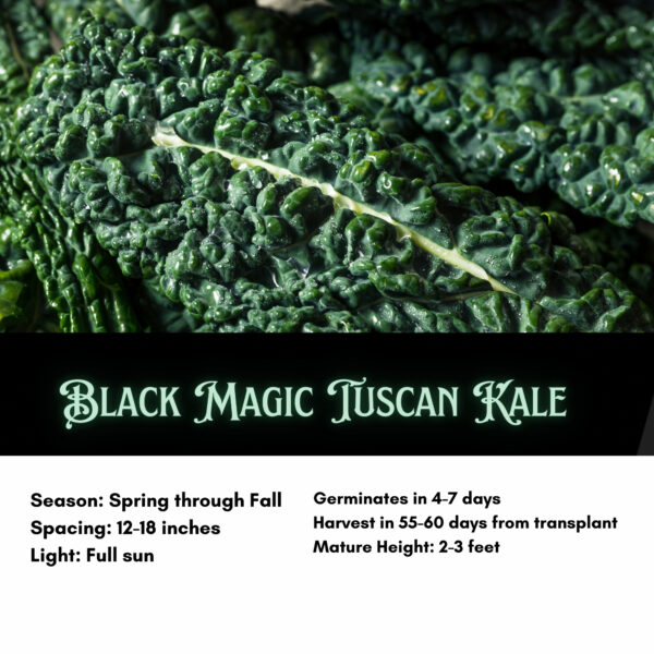 Black Magic Tuscano Kale, Heirloom Garden Vegetable Seeds - Image 2