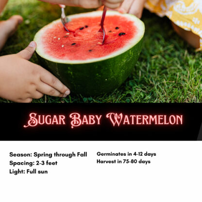 Sugar Baby Watermelon Seeds / Citrullus lanatus 'Sugar Baby' - Image 4