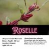 Roselle Seeds, Hibiscus sabdariffa, Jamaican Sorrel, Florida Cranberry, Asian Sour Leaf, Edible Hibiscus - Image 2