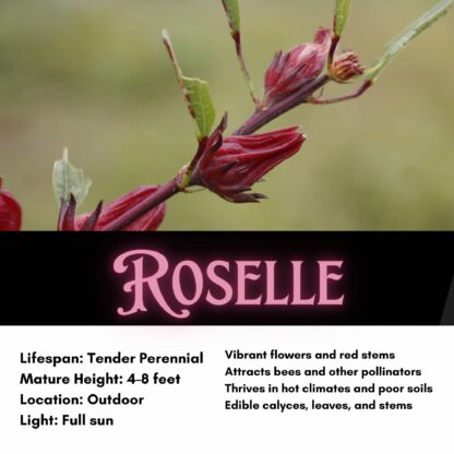Roselle Seeds / Hibiscus sabdariffa - Image 2