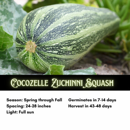 Cocozelle Zucchini Seeds, Cucurbita Pepo 'Cocozelle' - Image 2