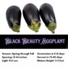 Black Beauty Eggplant Seeds, Solanum melongena - Image 2