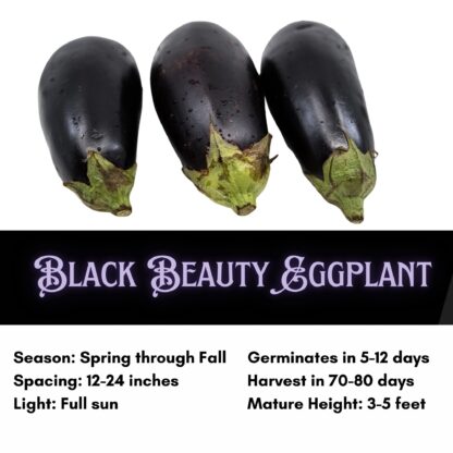 Black Beauty Eggplant Seeds, Solanum melongena 'Black Beauty' - Image 2