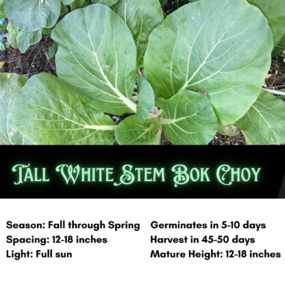 Tall White Stem Bok Choy Seeds, Pak Choy / Brassica rapa subsp. chinensis - Image 2