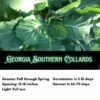 Georgia Southern Collards Seeds, Free Shipping, Brassica oleracea var. viridis, Heat Tolerant Southern Garden Staple - Image 2