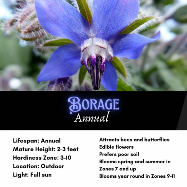 Borage Seeds / Borago officinalis - Image 2