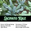 Lacinato Kale, Dinosaur Kale, Tuscan Kale