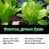 Perpetual Spinach Chard Seeds, Heat Tolerant Leafy Salad Greens - Image 2