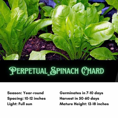 Perpetual Spinach Chard Seeds / Beta vulgaris var. cicla - Image 2