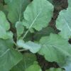 Georgia Southern Collards Seeds, Free Shipping, Brassica oleracea var. viridis, Heat Tolerant Southern Garden Staple - Image 7