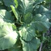 Georgia Southern Collards Seeds, Free Shipping, Brassica oleracea var. viridis, Heat Tolerant Southern Garden Staple - Image 4