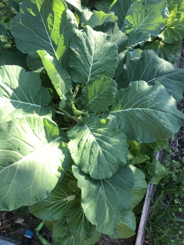 Georgia Southern Collards Seeds, Free Shipping, Brassica oleracea var. viridis, Heat Tolerant Southern Garden Staple - Image 4