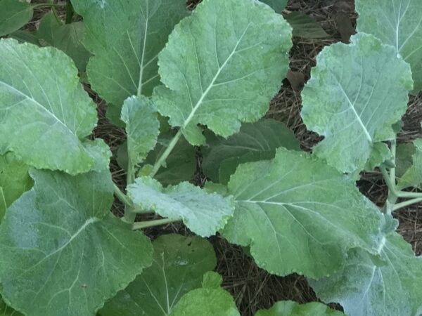 Georgia Southern Collards Seeds, Free Shipping, Brassica oleracea var. viridis, Heat Tolerant Southern Garden Staple - Image 7