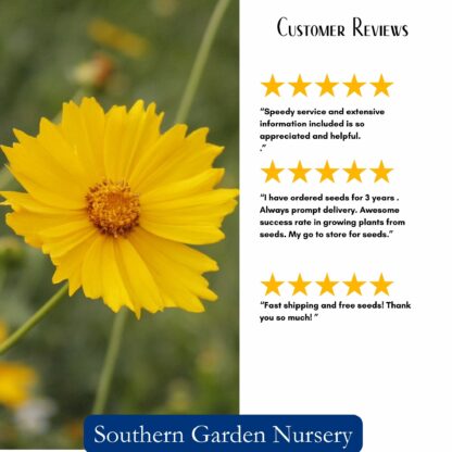 Lanceleaf Coreopsis Seeds, Coreopsis lanceolata - Image 3