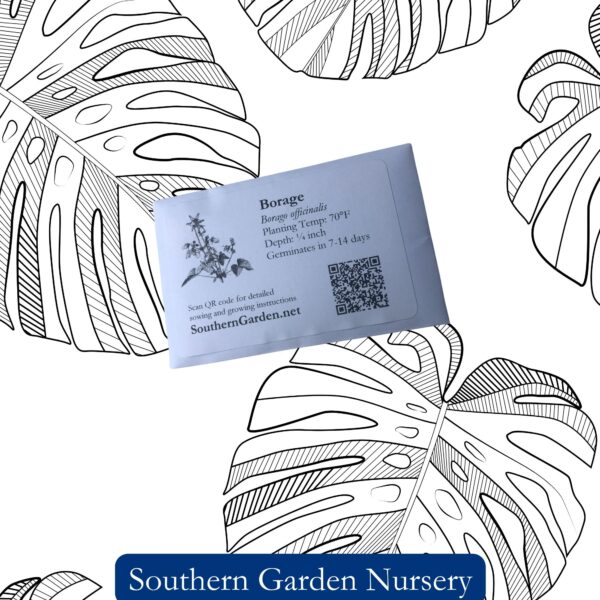 Borage Seeds / Borago officinalis - Image 3