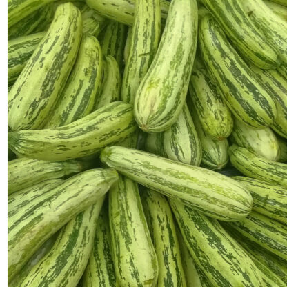 Cocozelle Zucchini Seeds, Cucurbita Pepo 'Cocozelle' - Image 3