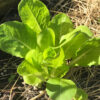 Jericho Romaine Lettuce Seeds, Jericho Cos Lettuce - Image 4