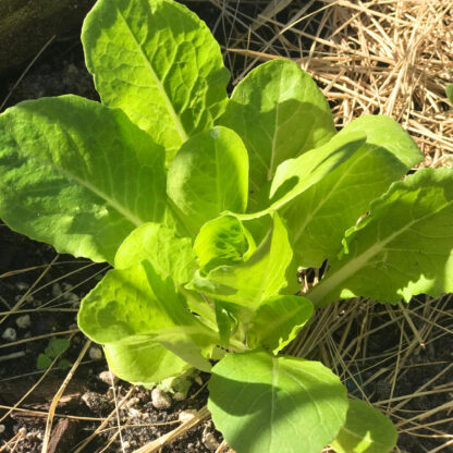 Jericho Romaine Cos Lettuce Seeds / Lactuca sativa 'Jericho' - Image 4