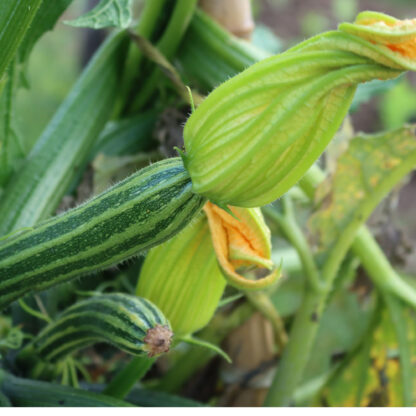 Cocozelle Zucchini Seeds, Cucurbita Pepo 'Cocozelle' - Image 4